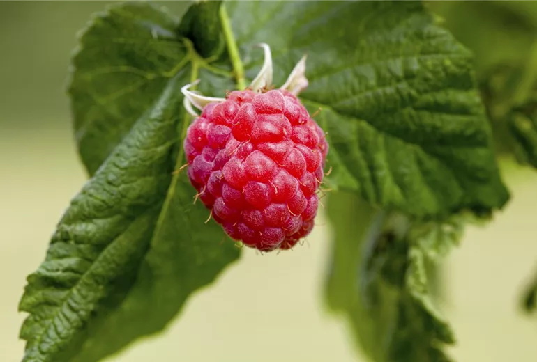 Rubus idaeus 'Malling Promise'