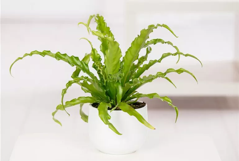 Asplenium nidus