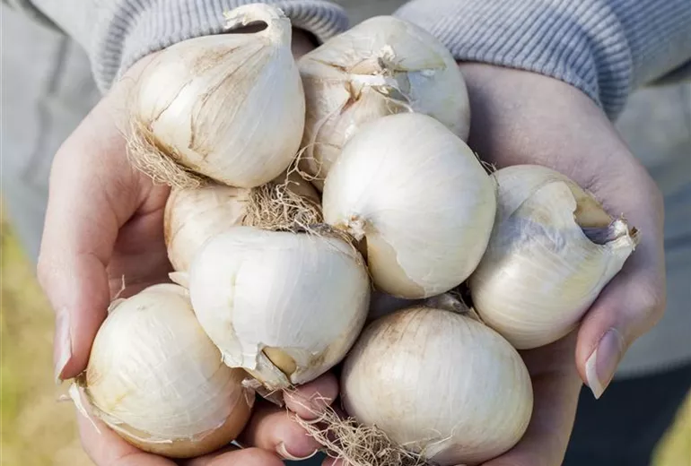 Allium