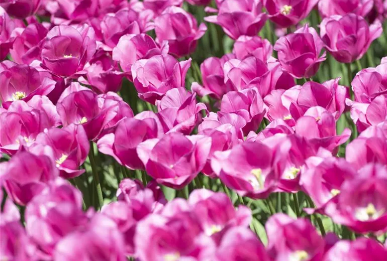Tulipa, rosa