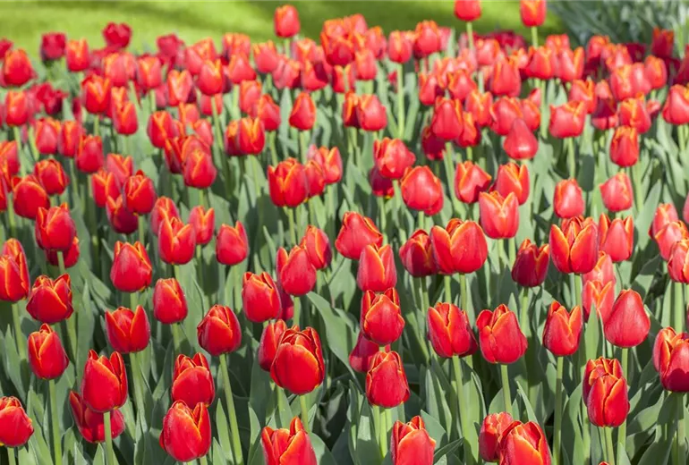 Tulipa Triumph