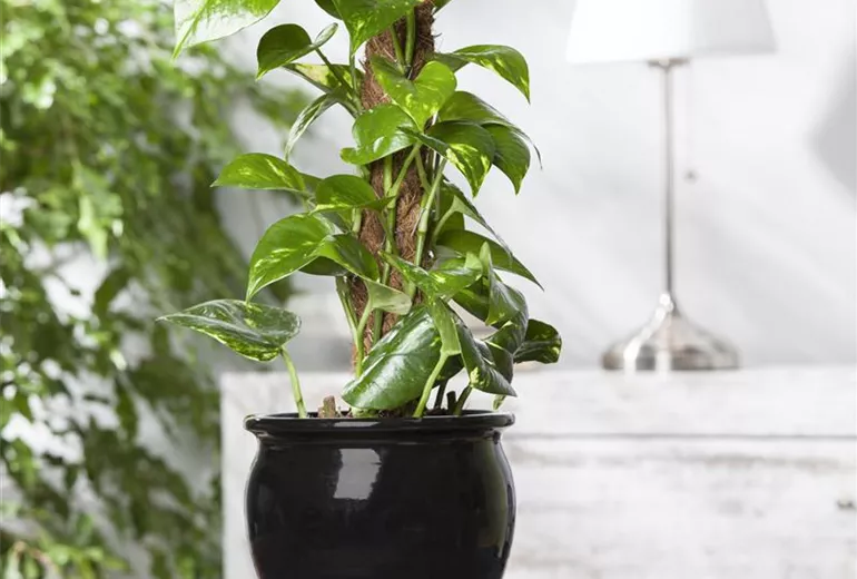 Epipremnum aureum