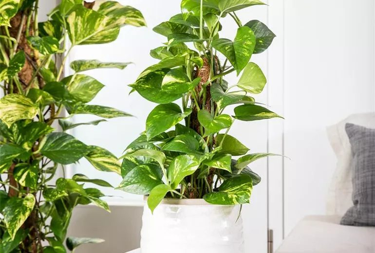 Epipremnum pinnatum
