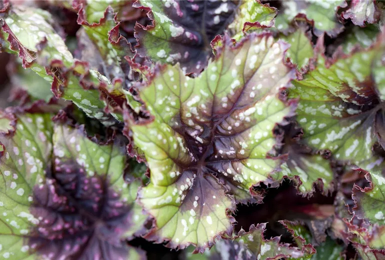 Begonia rex