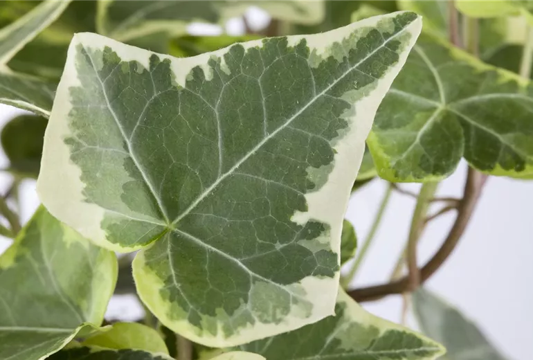 Hedera helix