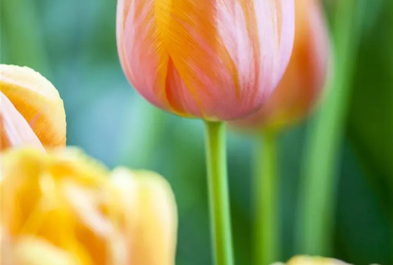 Tulipa 'Dordogne'