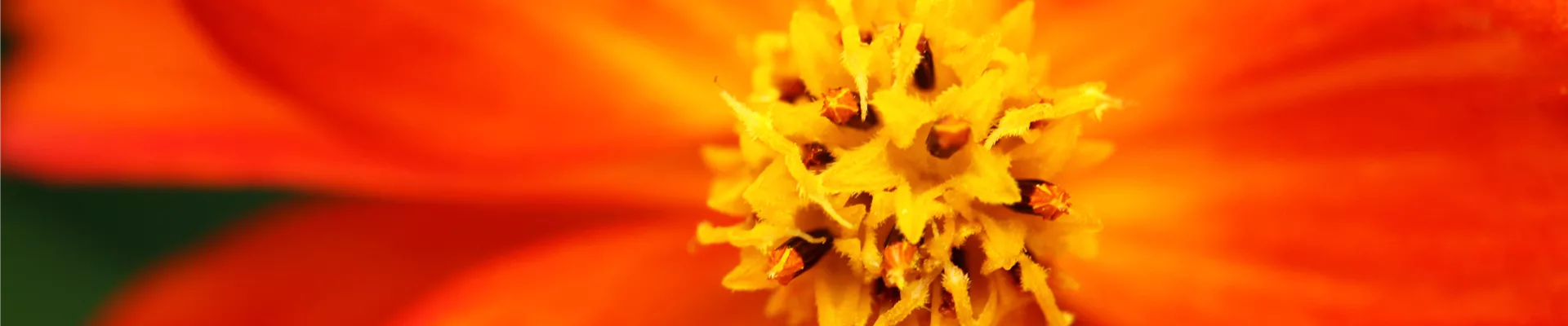Cosmos sulphureus 'Diablo'