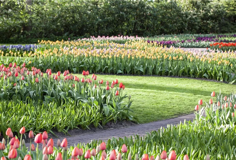 Tulipa