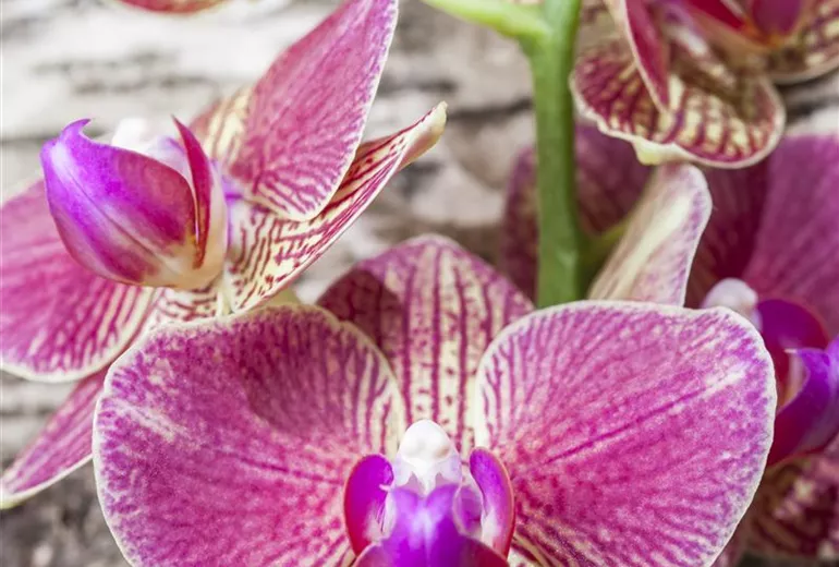 Phalaenopsis