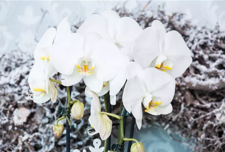Phalaenopsis, weiß