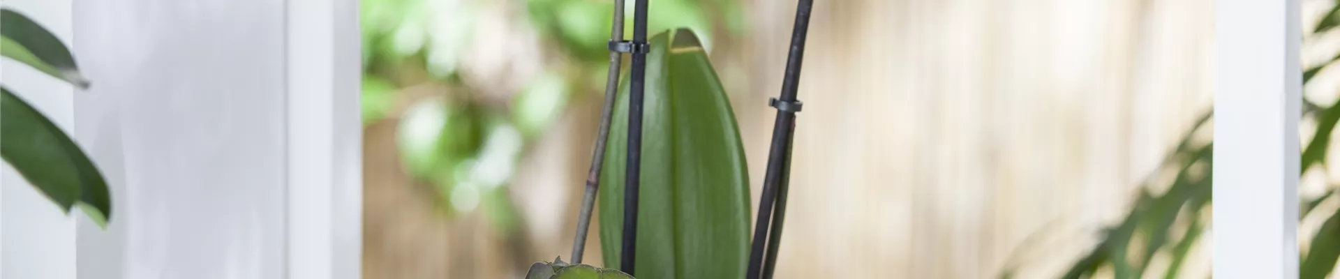 Phalaenopsis