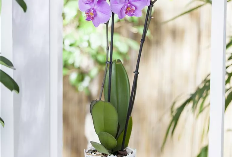 Phalaenopsis