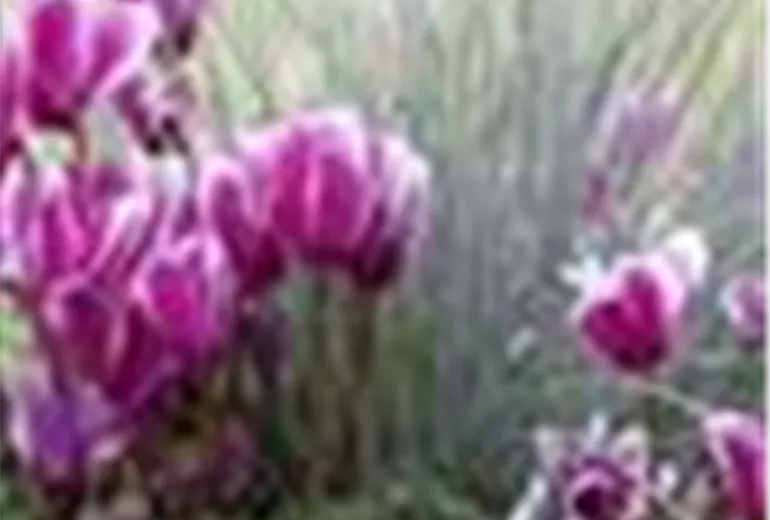 Cyclamen persicum