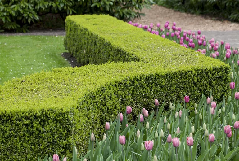 Buxus sempervirens
