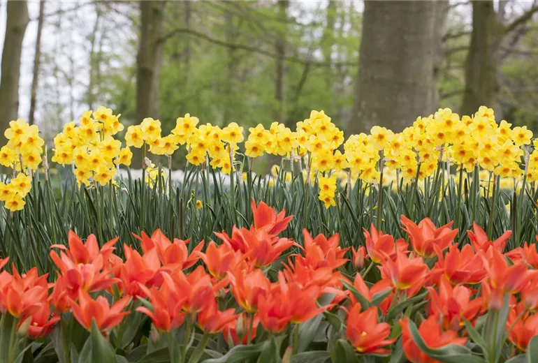 Tulipa greigii