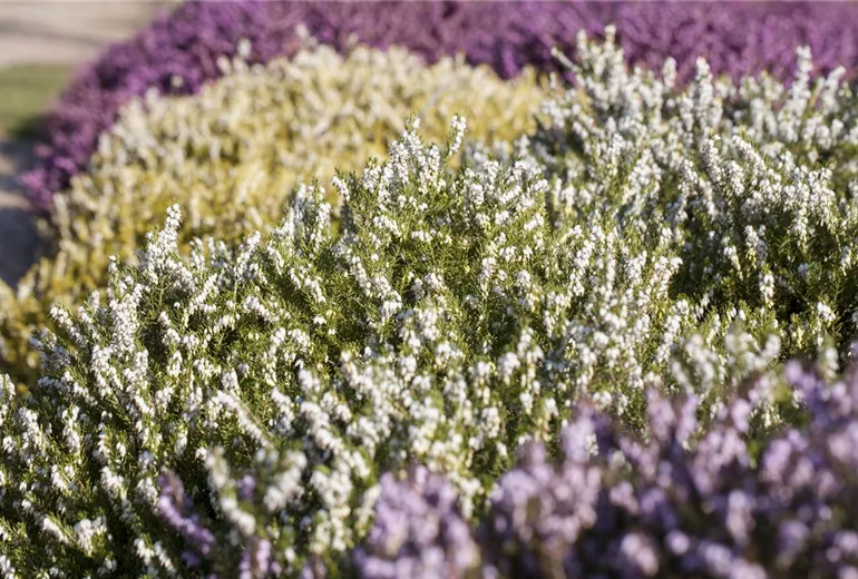 Erica darleyensis